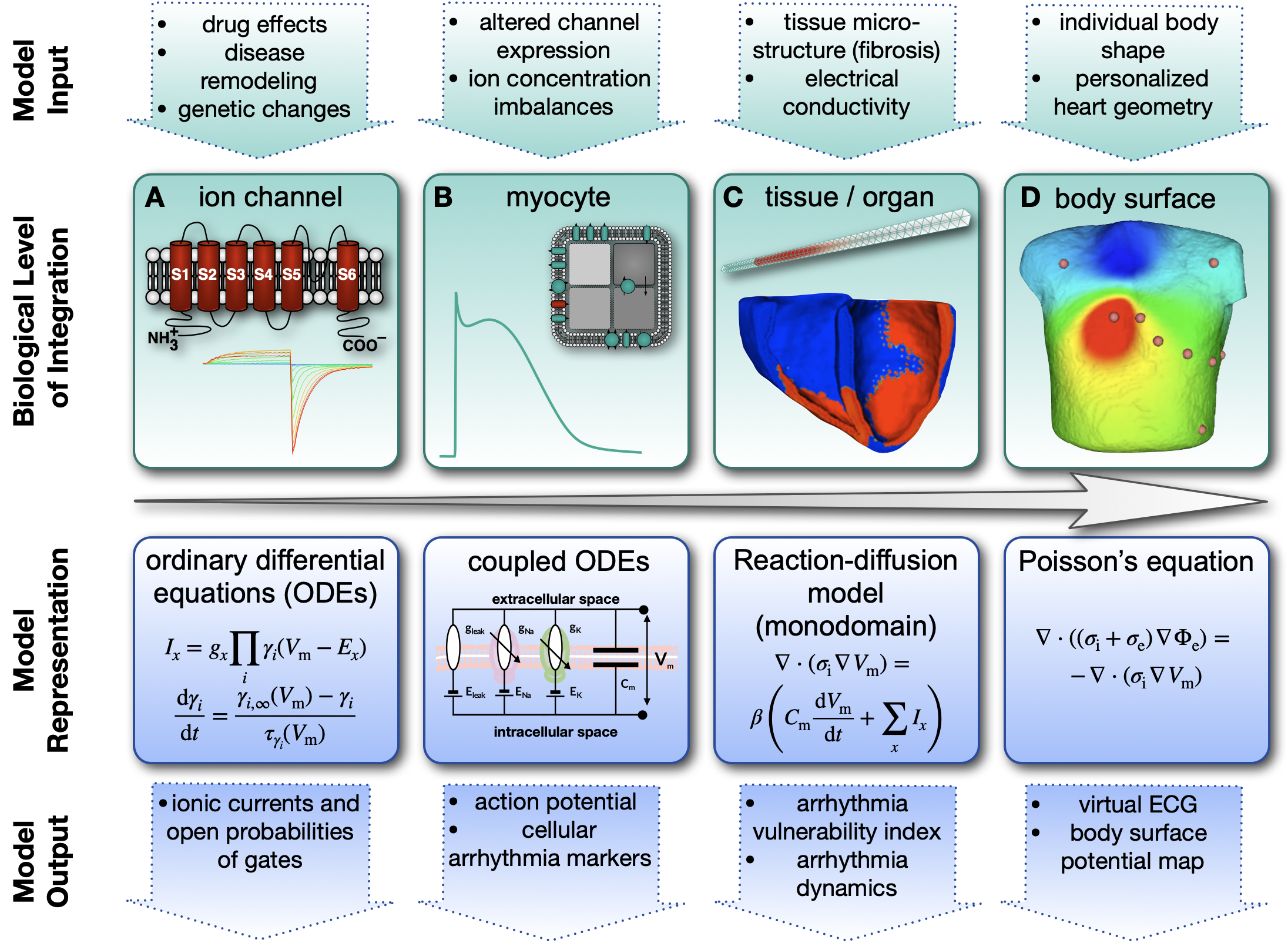 Cardiac model