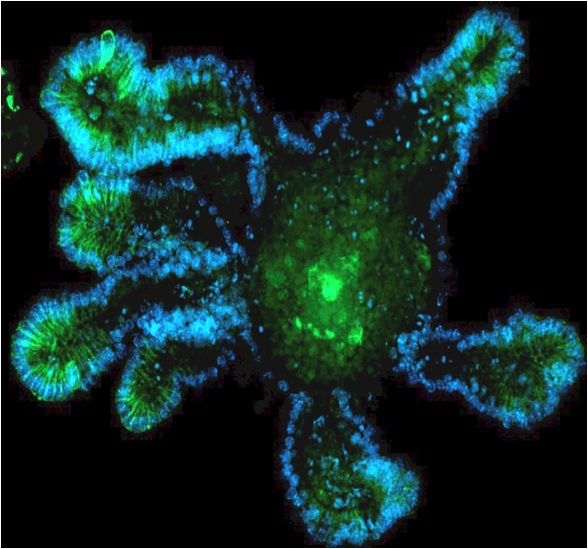 Mouse Intestine Organoid