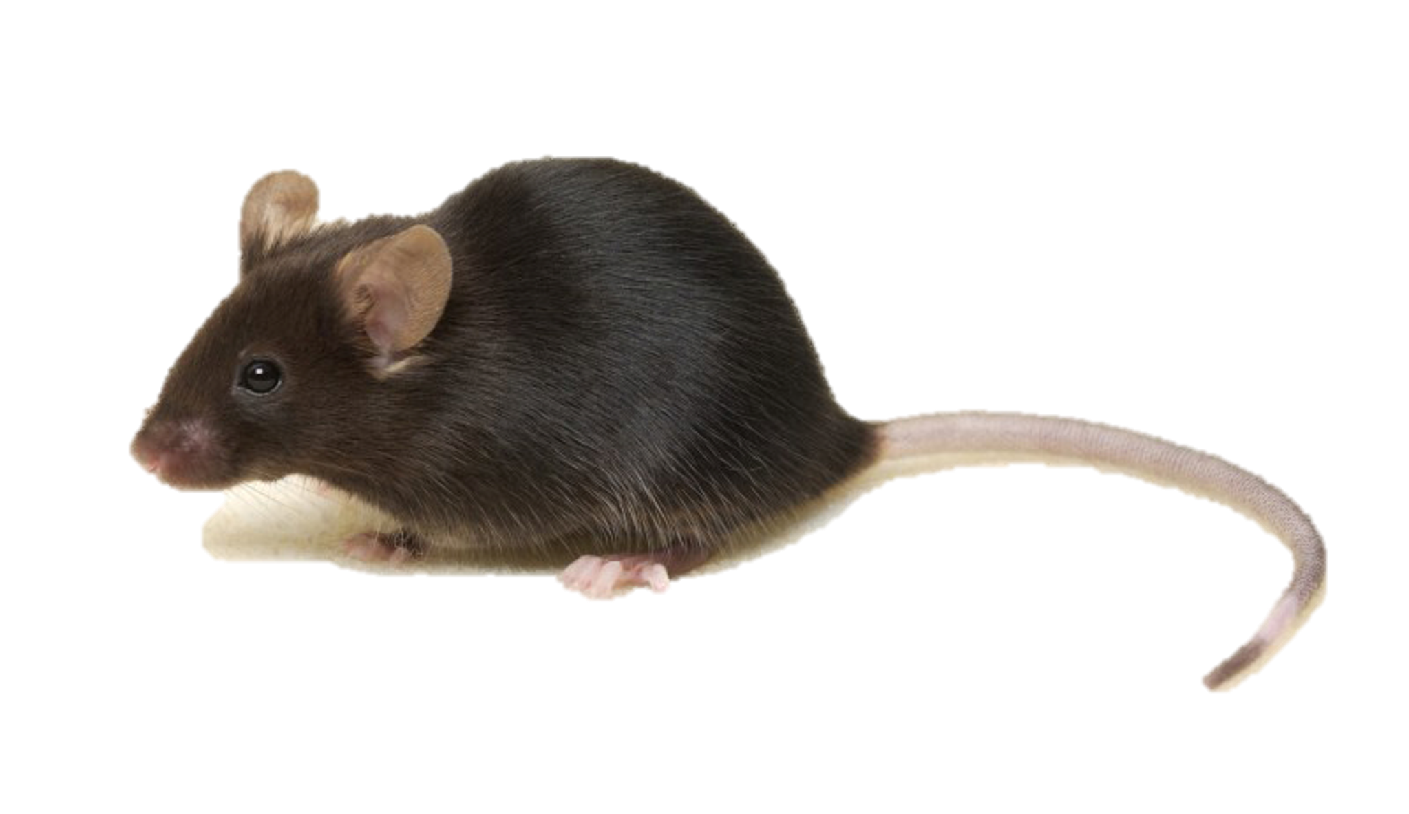 Sibm mouse