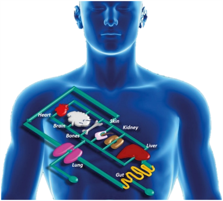 Personalized Organs on a Chip